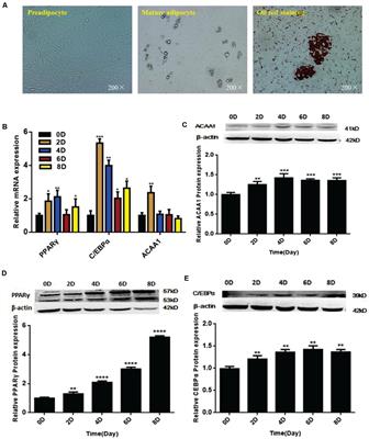 Effect of the ACAA1 Gene on Preadipocyte Differentiation in Sheep